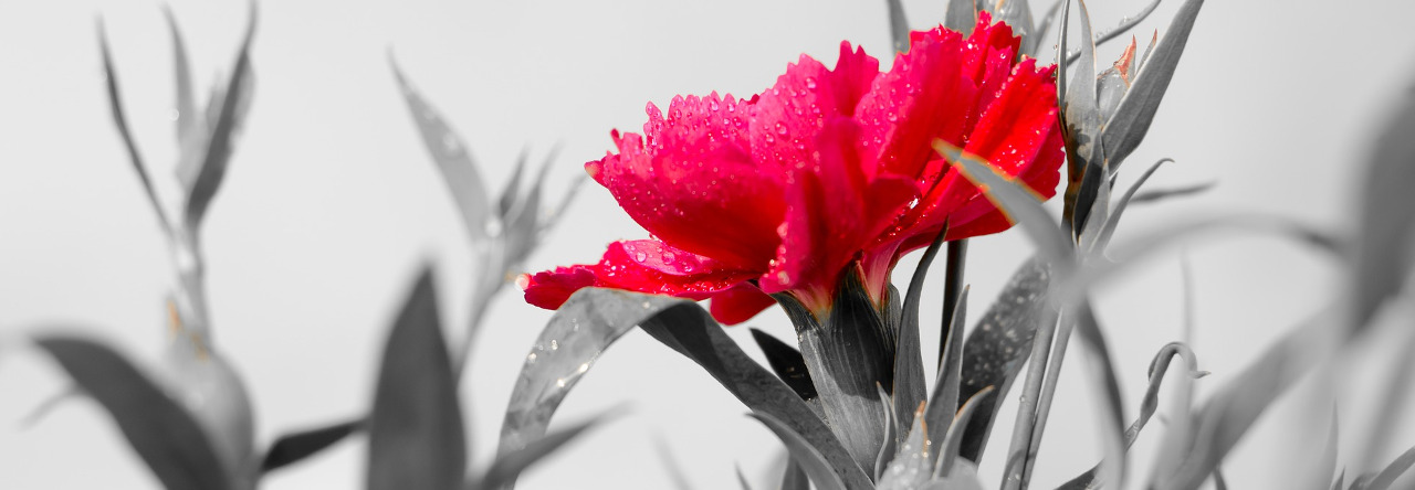 Headerbild rote Rose mit schwarz-weißem Hintergrund